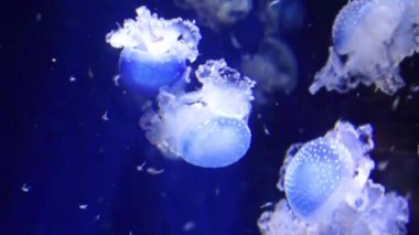 suda yüzen bir denizanası yakın çekim, hint-pasifik okyanusundan tropikal gerçek denizanası specie