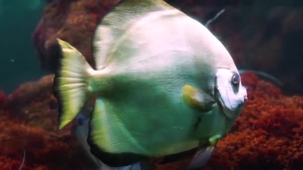 特写一只大热带铁饼鱼在水中游泳 美丽的大型观赏宠物 异国情调的淡水鱼 — 图库视频影像