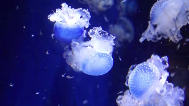 一只漂浮的钟水母在水中游过 热带真正的水母从印度洋上游来 — 图库视频影像