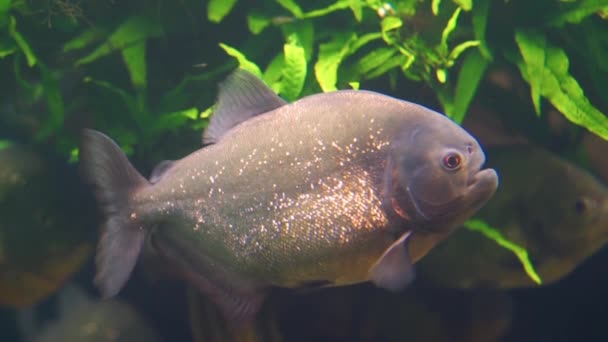 在水族馆里游泳的红色食人鱼的特写镜头 金光闪闪的热带鱼 美丽的观赏宠物 来自亚马逊盆地的异国情调的鱼种 — 图库视频影像
