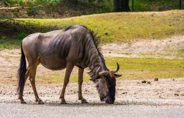 Afrika'dan mavi bir Antilop, tropikal antilop specie closeup portre