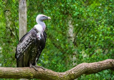 Bir ağaç dalı üzerinde oturan bir ruppell akbaba yakın çekim portre, Afrika'dan kritik tehlike altındaki çöpçü kuş specie
