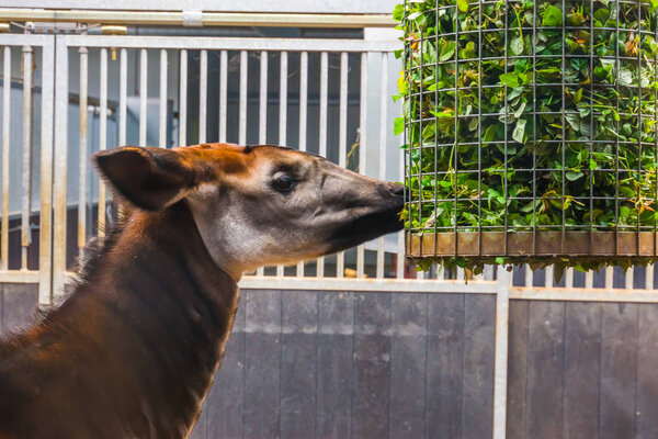closeup of a okapi eating from a basket full of branches with green leaves, zoo animal feeding, Endangered giraffe specie from Congo