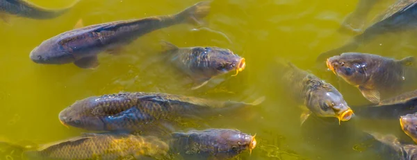 Primer plano de las carpas comunes nadando en el agua, peces hambrientos que vienen con sus bocas por encima del agua, especie de pescado popular de Europa — Foto de Stock