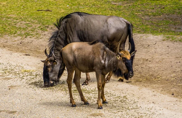 Blue wildebeest juvenil com um adulto no fundo, espécie de antílope tropical da África — Fotografia de Stock