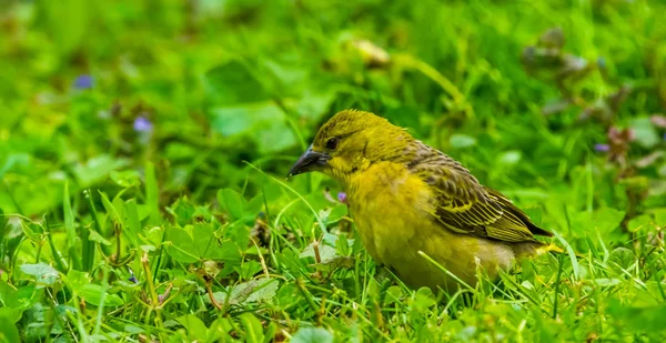草の中に立つ黄色い雌織鳥のクローズアップ、アフリカからの熱帯鳥種 — ストック写真