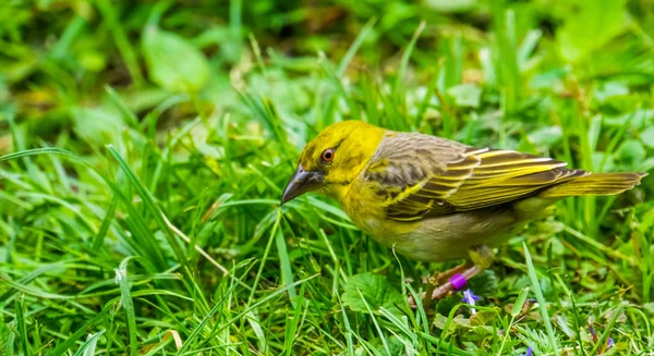 草の上に立つ黄色い雌の鳥類アフリカ産の熱帯鳥の種 — ストック写真