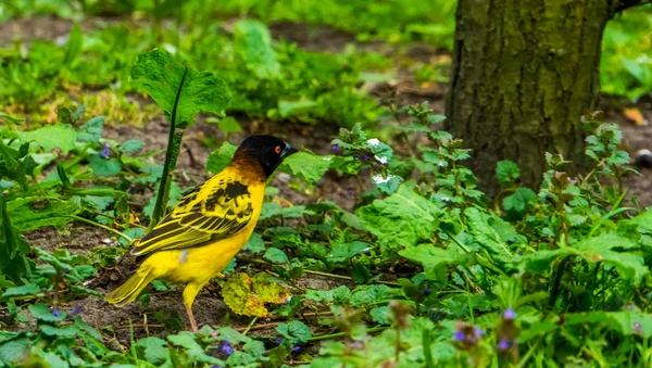 Nahaufnahme eines männlichen schwarzen Webervogels, einer tropischen Vogelart aus Afrika, beliebtes Haustier in der Vogelzucht — Stockfoto