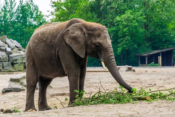 Closeup portrait of a african elephant eating from some tree branches, vulnerable animal specie from Africa — Stock Photo, Image