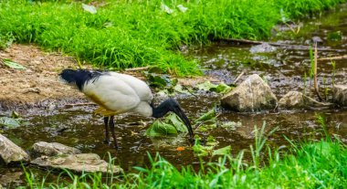closeup of a African sacred ibis standing in a small river stream, tropical bird specie from Africa clipart