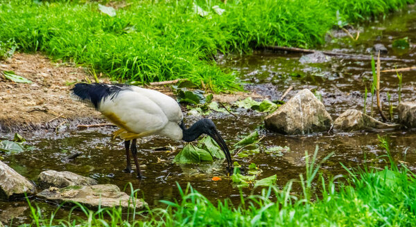 closeup of a African sacred ibis standing in a small river stream, tropical bird specie from Africa