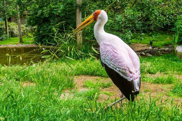 その巣のための枝を集める黄色のコウノトリのクローズアップ肖像画、季節の鳥の行動、アフリカからの熱帯鳥の種 — ストック写真