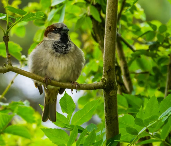 木に座っている家のスズメのクローズアップ、ユーラシアからの一般的な鳥の種、自然の背景 — ストック写真