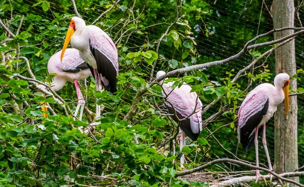 Famille de cigognes à bec jaune assises haut dans un arbre, oiseaux tropicaux d'Afrique — Photo