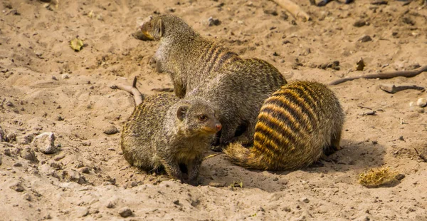 afrikadan kum, tropikal hayvan specie birlikte bantlı mongooses grubu