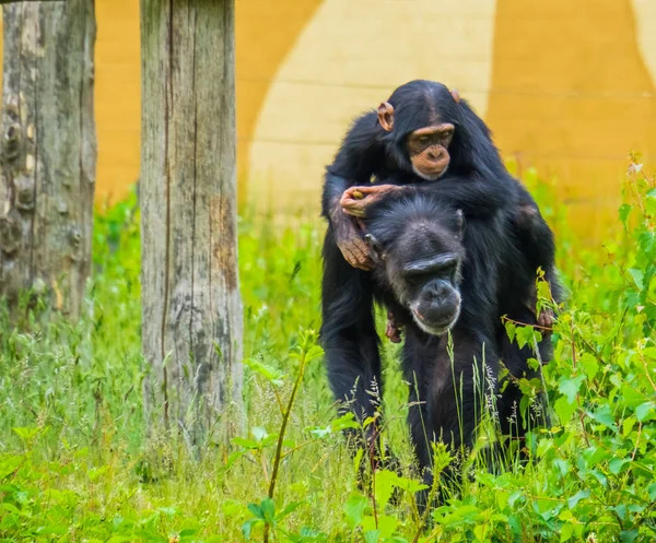 Retrato de um jovem chimpanzé ocidental montado na parte de trás de um chimpanzé adulto, espécie animal criticamente ameaçada de extinção da áfrica — Fotografia de Stock
