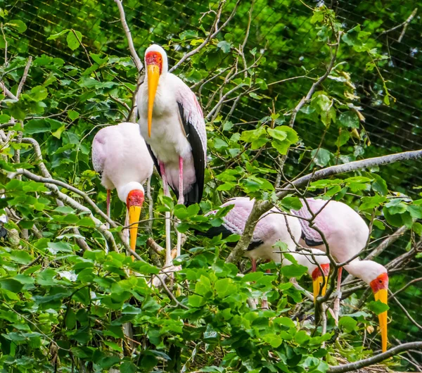 Čeleď dřevěných čápů v jejich hnízdě na stromě, tropický pták od Afriky — Stock fotografie