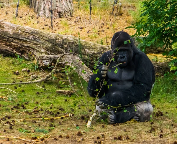 Nyugati alföldi gorilla eszik egy faágon, kritikusan veszélyeztetett főemlős faj Afrikából — Stock Fotó