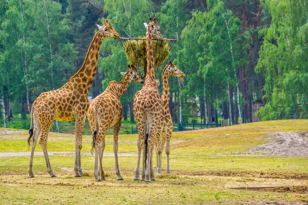 Family of nubian giraffes eating hay from a tower basket, zoo animal feeding, critically endangered animal specie from Africa — Stock Photo, Image