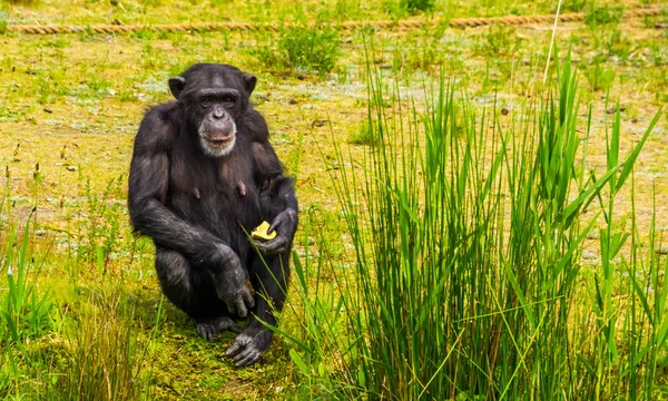 Close-up portret van een westerse chimpansee met wat voedsel, dierentuin diervoeding, ernstig bedreigde primaat specie uit Afrika — Stockfoto