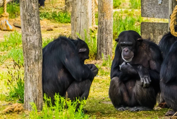 Δύο Δυτικοί χιμπαντζήδες σε ένα κορμό δέντρου, με κίνδυνο από την Αφρική. — Φωτογραφία Αρχείου