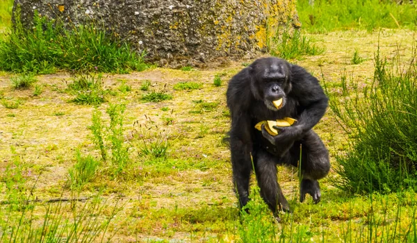 Primer plano de un chimpancé occidental recolectando alimentos, alimentación de animales del zoológico, especie de primates en peligro crítico de África — Foto de Stock