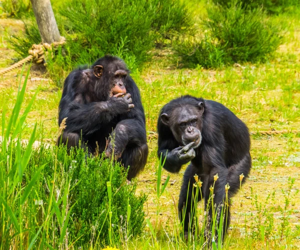 Två västerländska schimpanser äta mat tillsammans, akut hotad primater specie från Afrika — Stockfoto