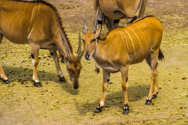 Grupo de elandes comuns em close-up, espécies de antílopes tropicais da África — Fotografia de Stock