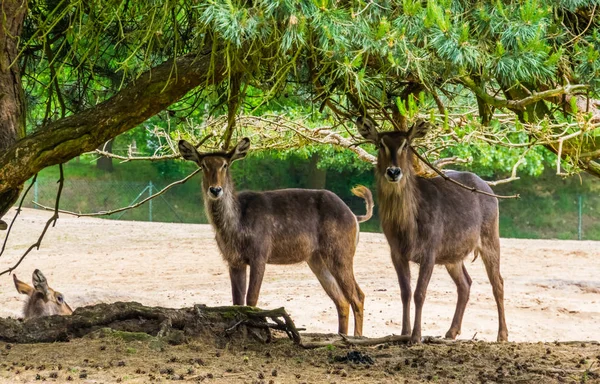 나무 밑에 함께 서 있는 두 마리의 암컷 워터벅스, 아프리카에서 온 습지 영양 — 스톡 사진