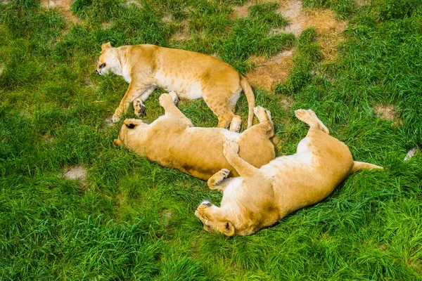 group of female lions sleeping close together in the grass, social lion behavior, Vulnerable animal specie from Africa