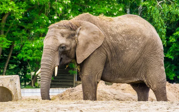 Closeup of a tusked african elephant with grass on its back, Vulnerable animal specie from Africa — Stock Photo, Image