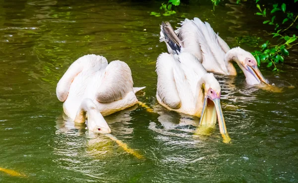 Groupe de grands pélicans blancs chasse pour les poissons ensemble dans l'eau, comportement typique pélican — Photo