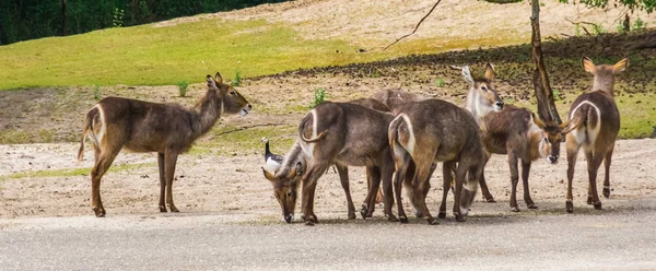 Kudde van vrouwelijke waterbucks staande samen, Antelope specie uit Afrika — Stockfoto