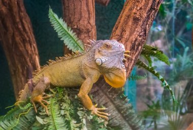 Amerikan yeşil iguana yakın çekim bir ağaçta oturan, Amerika'dan tropikal kertenkele specie, popüler egzotik evcil hayvan