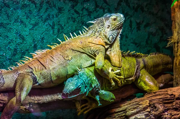 Zbliżenie zielone Iguana na szczycie drugiej, dominujące zachowanie jaszczurki, popularne zwierzęta tropikalne, egzotyczne jaszczurka specie z Ameryki — Zdjęcie stockowe