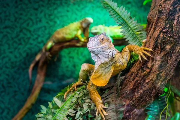 Bir ağaç, Amerika'dan tropikal kertenkele specie, popüler egzotik evcil hayvan bir Amerikan yeşil iguana güzel closeup portre — Stok fotoğraf