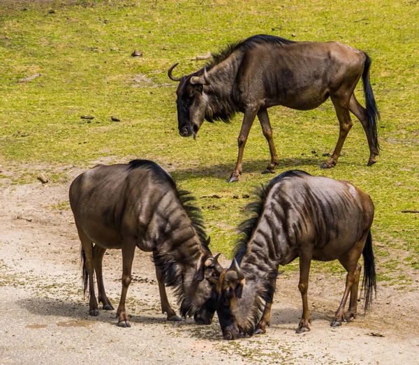 Brindled gnu couple debout ensemble et un gnu en arrière-plan, bovins tropicaux espèces d'Afrique — Photo