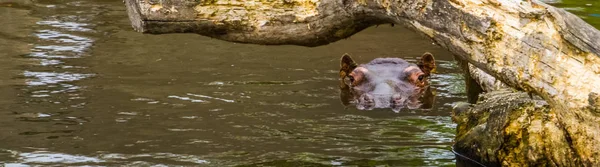 Primer plano de un hipopótamo común nadando en el agua, la cara de un hipopótamo sobre el agua, especie animal vulnerable de África — Foto de Stock