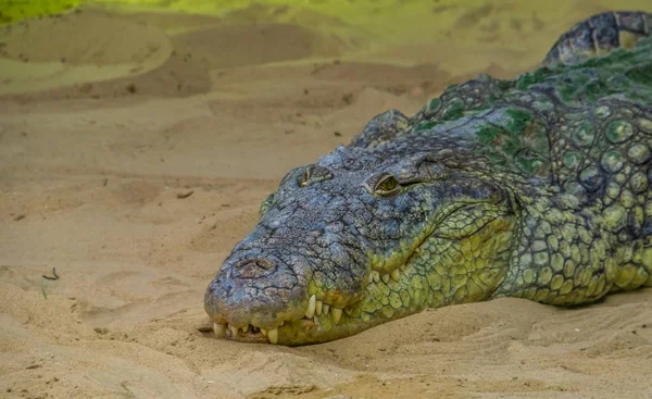 Vértes az arca egy nílusi krokodil fektetése a homokban, trópusi hüllő Specie a sivatagban Afrika — Stock Fotó