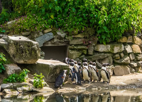 Gran colonia de pingüinos de patas negras africanos juntos en el zoológico, aves acuáticas tropicales de la costa de África —  Fotos de Stock