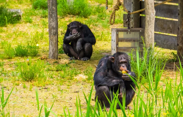 zoo animal feeding, two Western chimpanzees eating food, critically endangered primate specie from Africa