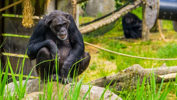 Nahaufnahme Porträt eines westlichen Schimpansen, einer vom Aussterben bedrohten Primatenart aus Afrika — Stockfoto