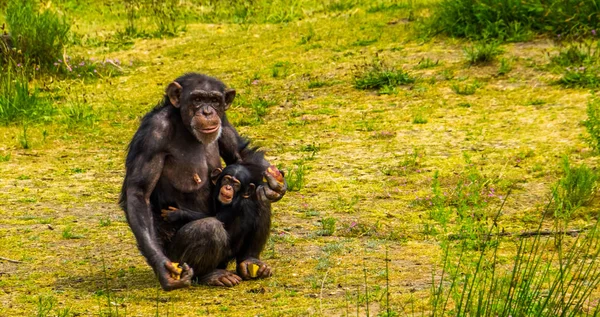Δυτική μητέρα χιμπατζή κρατώντας το βρέφος της, όμορφο οικογενειακό πορτρέτο, είδη ζώων που απειλούνται με εξαφάνιση από την Αφρική — Φωτογραφία Αρχείου