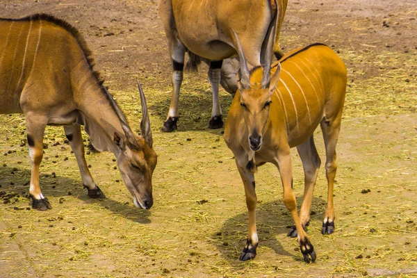 Manada de elandes comuns juntos em close-up, espécies de antílopes tropicais da África — Fotografia de Stock