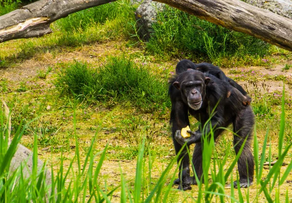 Primer plano de un chimpancé occidental sosteniendo comida y llevando a un chimpancé joven en su espalda, especie animal en peligro crítico de África —  Fotos de Stock