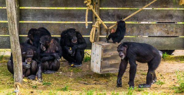 Csoport nyugati csimpánzok együtt, kritikusan veszélyeztetett állat Specie Afrikából — Stock Fotó