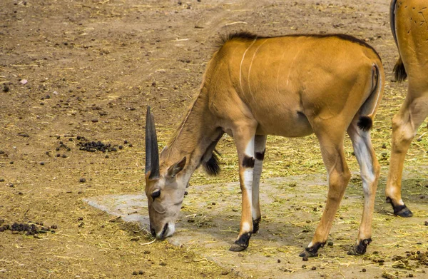 Elande-comum comendo feno do solo, espécie antílope tropical da África — Fotografia de Stock