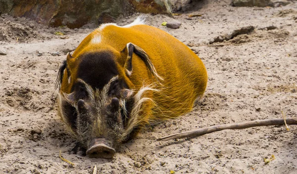 Close-up de um porco dormindo rio vermelho, javali tropical selvagem da África — Fotografia de Stock