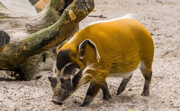 Primer plano retrato de un cerdo rojo del río caminando por, jabalí tropical de África — Foto de Stock