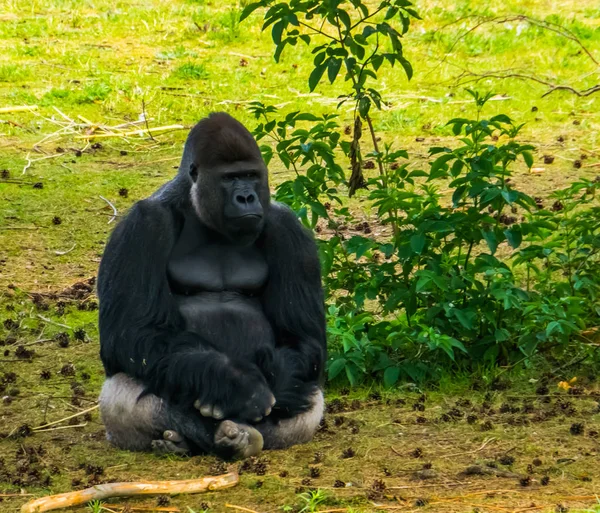 Vértes nyugati síkföld gorilla ül a fűben, kritikusan veszélyeztetett főemlős Specie Afrikából — Stock Fotó